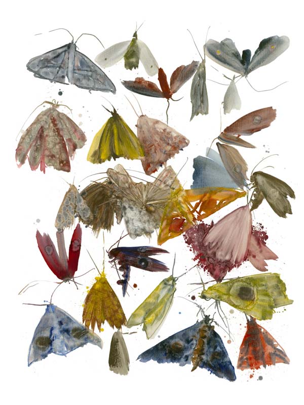 Moths 1